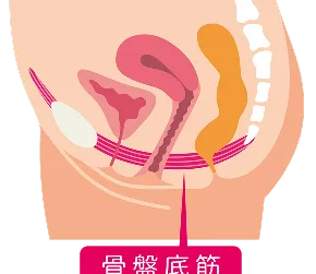 ・骨盤底筋のサポート力が向上・排尿時のコントロールがしやすくなる