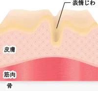 シワのメカニズム
