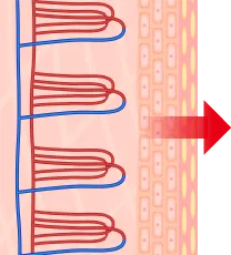 くちびるの断面