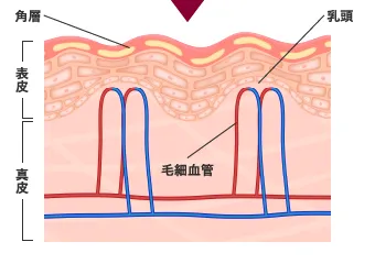 皮脂膜がなく、角層が薄い