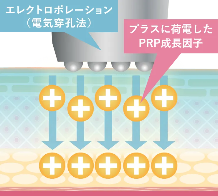肌の再生力を引き出し、若々しい肌への変化を体感！